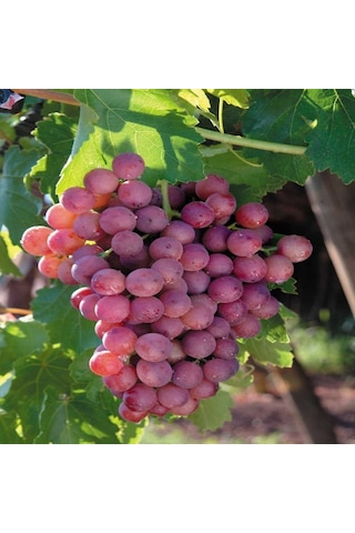 Tüplü Sofralık Çekirdeksiz Flame Seedless Üzüm Fidanı