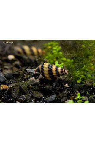 Anentome Helena Katil Salyangoz 5 Adet