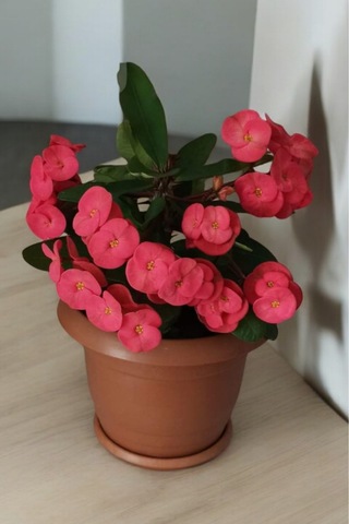 İç Mekan Bitkisi Ev Ve Balkonda Bakılır Cins Pembe Euphorbia Taç Çiçeği Minik 16.17cm