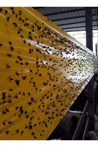 Karasinek Tuzagı Sinbant Ahırlar Çiftlikler Vs Için 15Cmx5O Metre