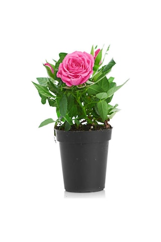 Bahçe Seti 2 Adet Limon Servi Çamı+1 Adet Pembe Gül+hediye Mezem Çiçeği