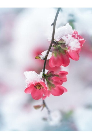 Bahar Dalı Japanese Quince Bol Çiçekli Süs Bitkisi Aşılı Meyve Fidanı