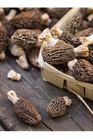 Kuzu Göbeği Mantarı Tohumu 500 Gr