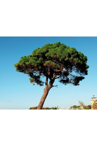 Fıstık Çamı [20*40]cm boylarında tüplü