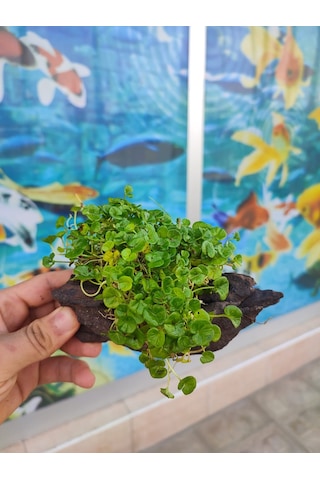 Repens "Dichondra Repens"Mango Köküne Sarılı Kök Boy : 10 CM civa