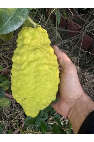 Tüplü 4 Yaş Bergamot Limon Cıtrus Bergamia Fidanı Boy 150-200cm