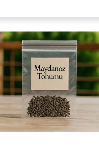 Maydanoz Tohumu Yetiştirme Seti 250 Addet Maydonoz Tohumu + Saksı + Toprak
