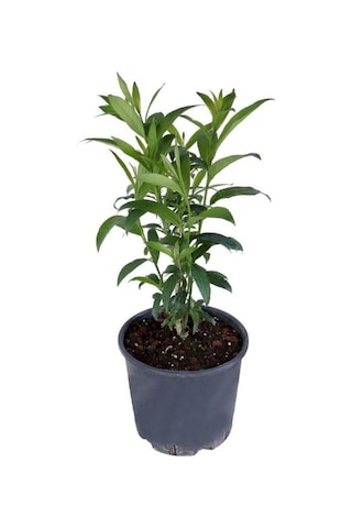 Melisa Parfüm Çiçeği Fidanı Canlı Çiçek - Cestrum Nocturnum 10-20 Cm
