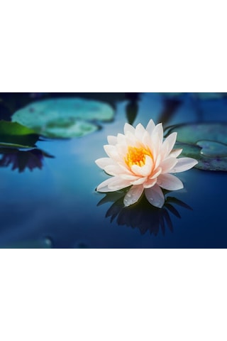 Eko Paket 5 Tohum İthal Lotus Tohumu Nilüfer Lotus Çiçeği Zambak