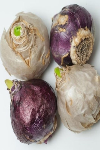 3 Adet Sümbül Soğanı Karışık Renk