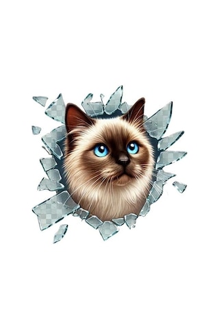 Mey Najmaddin Fulcar Siamesse Araç Stickerı Najmaddin