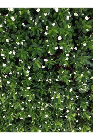 Çok Avantajlı Beyaz Renk Dikenler Tacı Çiçekli Ithal Hollanda Milli Saksılı Kaktüs White Euphorbia