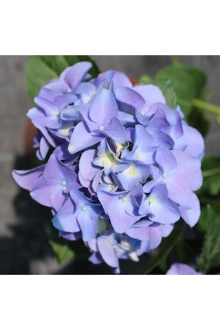 Ithal Mavi Tivoli Ortanca Çiçeği Fidanı 25-50 Cm Saksılı Çiçekli Bodur Blue Hydreangea