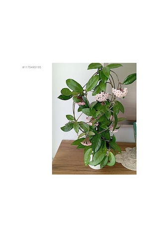 Mum Çiçeği Fidanı Hoya Carnosa 1 Adet 10-20 Cm