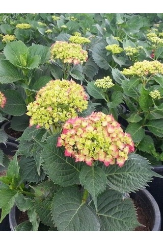 Ortanca Fidanı Hydrangea Macrophylla , - Pembe