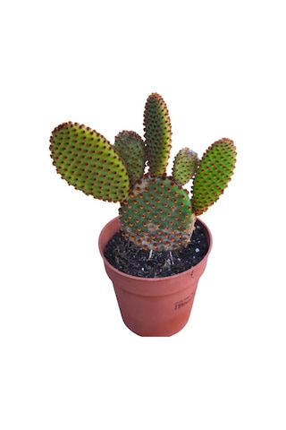 Opuntia Microdays Kırmızı Dikenli- Tavşan Kulağı Kaktüsü 20 Cm Uzunluğunda