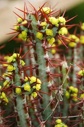 Euphorbia Aeruginosa Özel Tür Kücük Sarı Çiçek Veren Sütleğen Mav