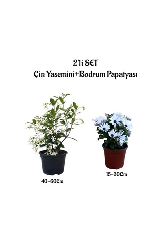 Yoğun Kokulu Çin Yasemini +beyaz Bodrum Papatyası 2'li Bahçe Peyzaj Seti
