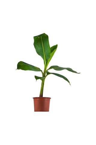 Saksıda Muz Fidanı 1 Adet 40-50 Cm Saksıda Muz Fidanı 1 Adet 40-50 Cm