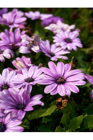 Videolu Mor 1 Adet Bodrum Papatyası Saksılı 40-55cm Purple Bodrum Daisy