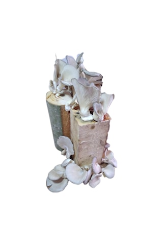 Kütükte İstiridye Mantarı Yetiştiriciliği Deneme Hobi Kiti 1 Adet