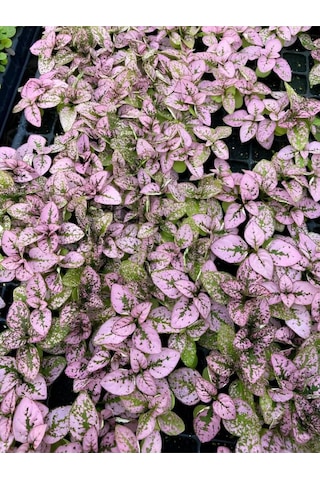 Pembe/beyaz /kırmızı Renk Hostes Çiçeği 10-15cm Saksılı 3 Adet