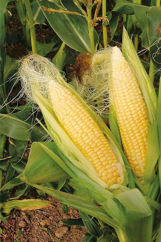 Organik Bitkim Mısır Püskülü 150 G