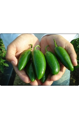 Arzuman Jalapeno Biber Tohumu 5 GR