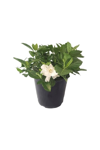 Videolu Kokulu Anne Hediyesi 1 Adet Gardenya Çiçeği Saksılı 30-45cm Gardenia Flower