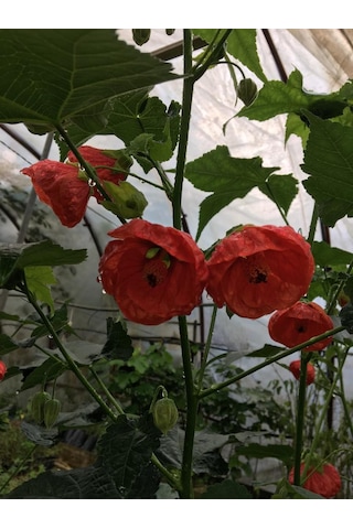 Japon Gülü chinese Rose /hardy Hibiscus Tüplü.