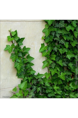 Duvar Sarmaşığı Hedera Helix 20-50cm Kaya Sarmaşığı Fidanı