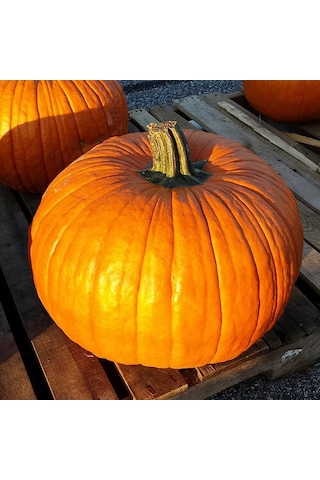 Minyatür Sarı Süs Bal Kabağı Tohumu 10 Adet