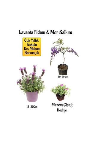 Yoğun Kokulu Lavanta+kokulu Mor Salkım Ağacı Fidanı Mezem Çiçeği Hediyeli Bahçe Seti