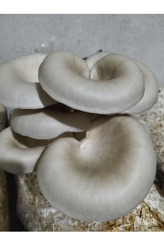 2.5 Kg İstiridye Mantar Tohumu Ekim Poşeti Hediyeli 1 adet