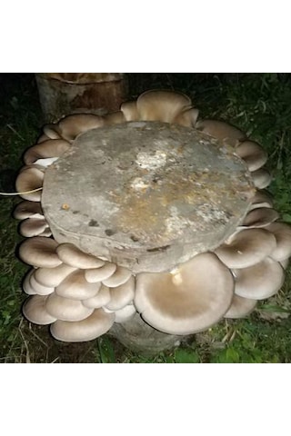 Sylvan İstiridye Mantar Tohum Kışlık1 Kilo