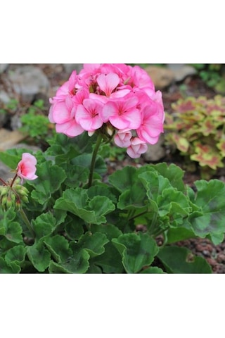 Pink Pembe Sardunya Çiçeği Fidesi 10-20 Cm