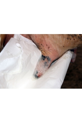 Masdisin Teat Foam Sağım Öncesi Meme Dezenfektanı 5Lt