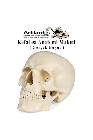 İnsan Kafatası Anatomisi Modeli 1 Adet Kafatası Maketi Gerçek Boyut Anatomik Modeli Deney Bilim Tıbbi Model Cranium