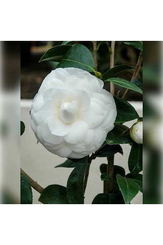 Kamelya Beyaz Katmerli 150-180 Cm Tüplü Fidan