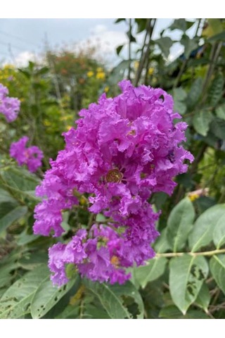Favori Ürün Mor Renkli Oya Çiçeği Fidanı 40 85 Cm 1 Adet Saksılı Lagerstroemia Indica