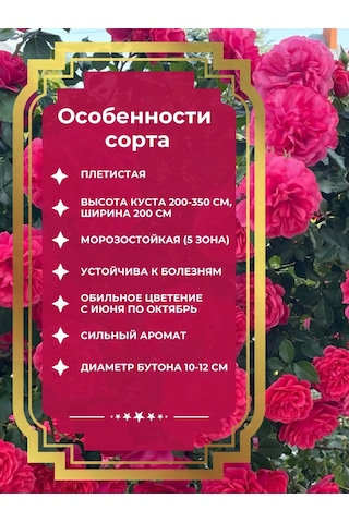 Dream Roses Rosarium Uetersen Gül Fidanı 146357023