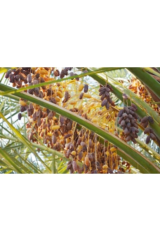Safhasat Kurutulmuş Hurma 1000 G 1 KG