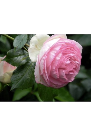 10 Adet Angel Wings Miniature Rose Tohumu