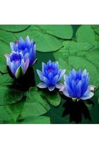 10 Adet Tohum Nadir Bulunan Mavi Lotus Çiçeği Tohumu Lotus Su Çiçeği Tohumu Nilüfer Çiçeği Tohumu