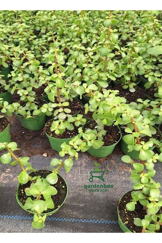 Masa Ofis Çiçeği 1 Adet Saksılı Yeşim Çiçeği 10-15cm Crassula