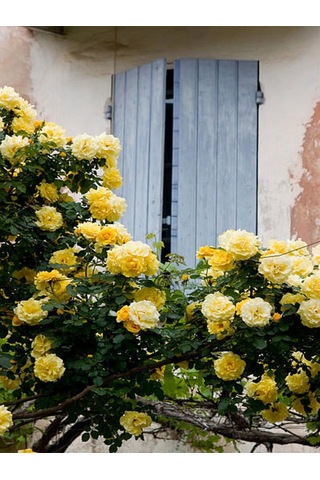 Avantajlı Sarı Sarmaşık Gül Fidanı Kokulu 90 140 Cm 1 Adet Tüplü Aşılı Gül Yellow Rose