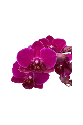 Phalaenopsis 'Morelia' (Fuşya Orkide) Ø12 CM Y45-50 CM