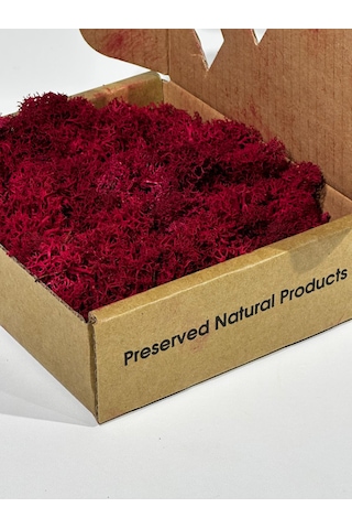 Reindermoss Şoklanmış Norveç Yosunu Terarium Yosunu Fushia 100 Gr.