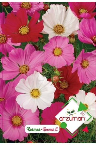 Arzuman Süs Bitki Kosmos Çiçek Tohumu