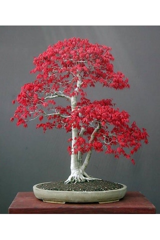 Bodur Acer Rubrum Bonsai Ağacı Tohumu 5 Tohum + Bonsai Toh